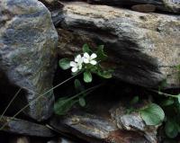 Cardamine bellidifolia subsp. alpina