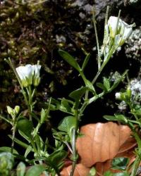 Cardamine resedifolia