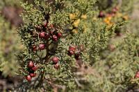 Juniperus phoenicea subsp. phoenicea