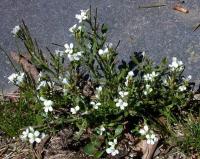 Cardamine resedifolia