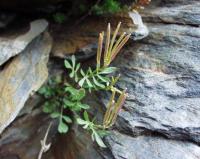 Cardamine resedifolia