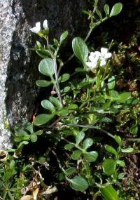 Cardamine resedifolia