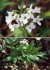 Cardamine heptaphylla