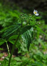 Cardamine heptaphylla