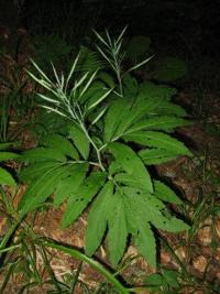 Cardamine heptaphylla