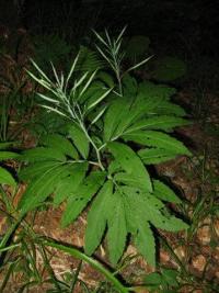 Cardamine heptaphylla