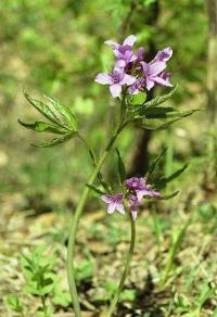 Cardamine pentaphyllos