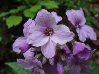 Cardamine pentaphyllos