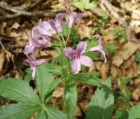 Cardamine pentaphyllos