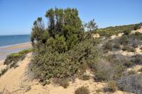 Juniperus phoenicea subsp. phoenicea