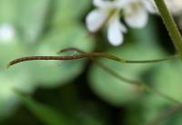 Arabis alpina