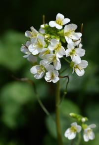 Arabis alpina