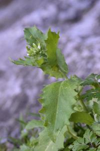 Arabis alpina