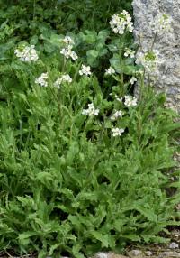 Arabis alpina