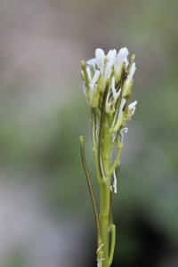 Arabis hirsuta