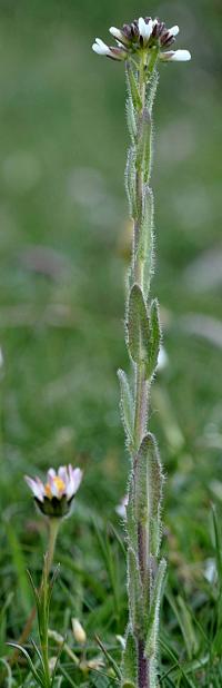 Arabis hirsuta