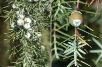 Juniperus oxycedrus