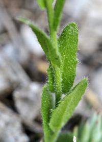 Arabis hirsuta