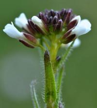 Arabis hirsuta