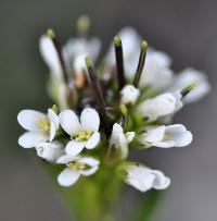 Arabis hirsuta