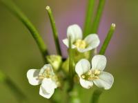 Arabis turrita