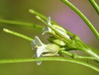 Arabis turrita