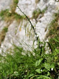 Arabis turrita