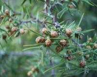 Juniperus oxycedrus