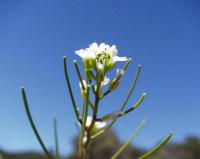 Arabis auriculata