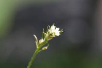 Arabis scabra