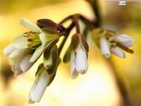 Arabis scabra