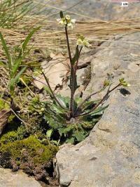 Arabis scabra