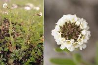 Arabis ciliata