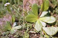 Arabis ciliata