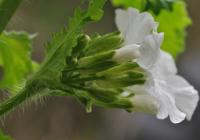 Lunaria annua subsp. annua