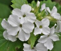 Lunaria annua subsp. annua