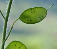 Lunaria annua subsp. annua