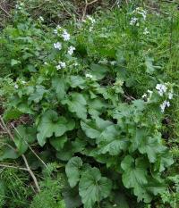 Lunaria annua subsp. annua