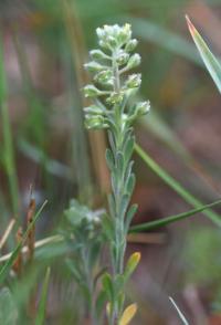 Alyssum alyssoides