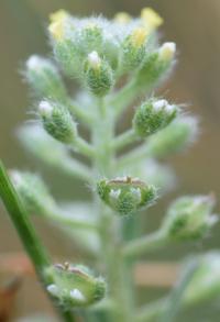 Alyssum alyssoides