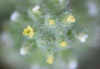 Alyssum alyssoides