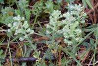 Alyssum alyssoides