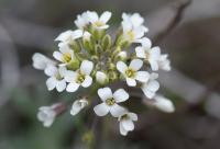 Alyssum lapeyrousianum