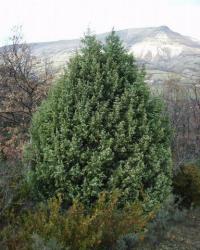 Juniperus oxycedrus