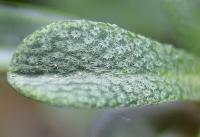 Alyssum lapeyrousianum