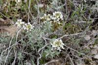 Alyssum lapeyrousianum