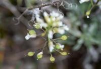 Alyssum lapeyrousianum