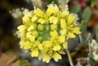 Alyssum montanum