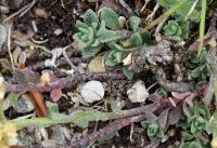 Alyssum montanum