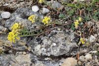 Alyssum montanum